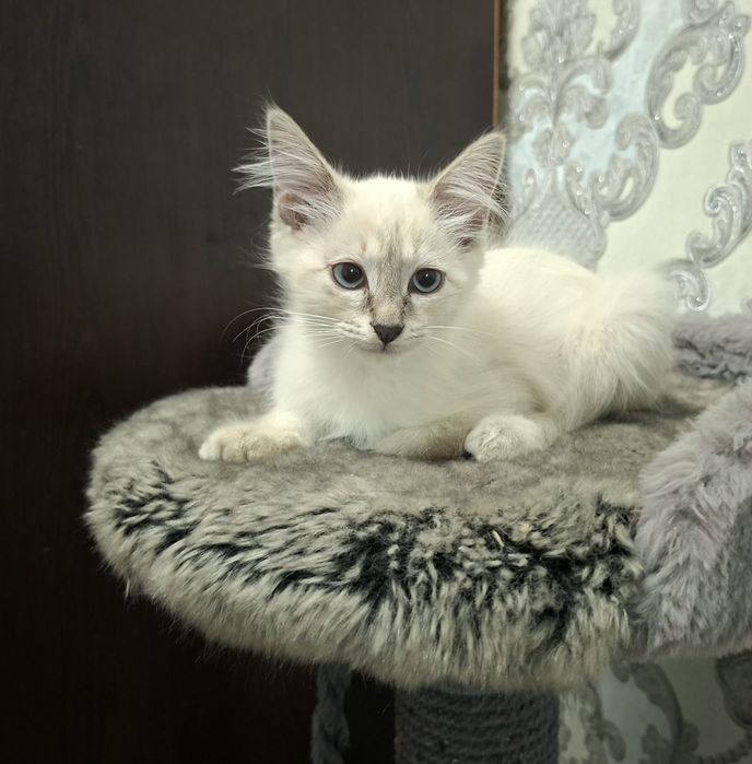 Котята хорошие руки