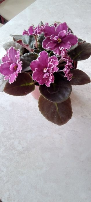 Шикарная фиалка ..