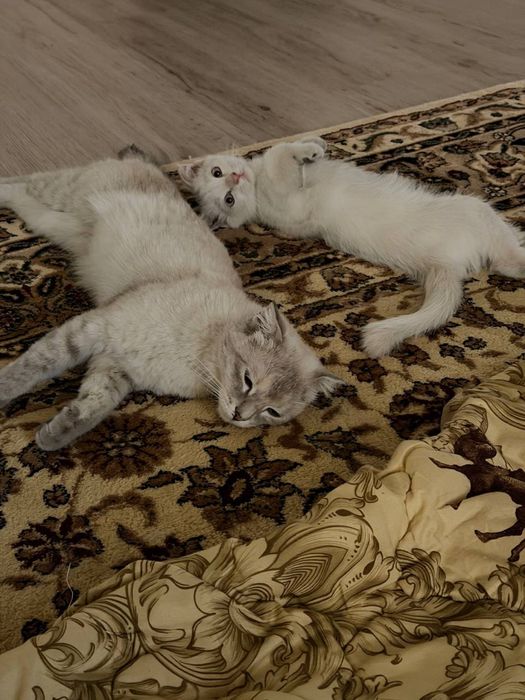 Котёнок с вислоухими ушками