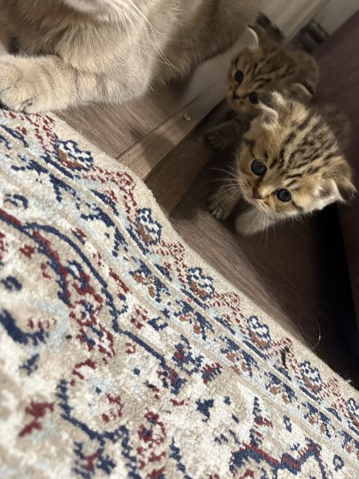 Продам котят шотладских вислоухих