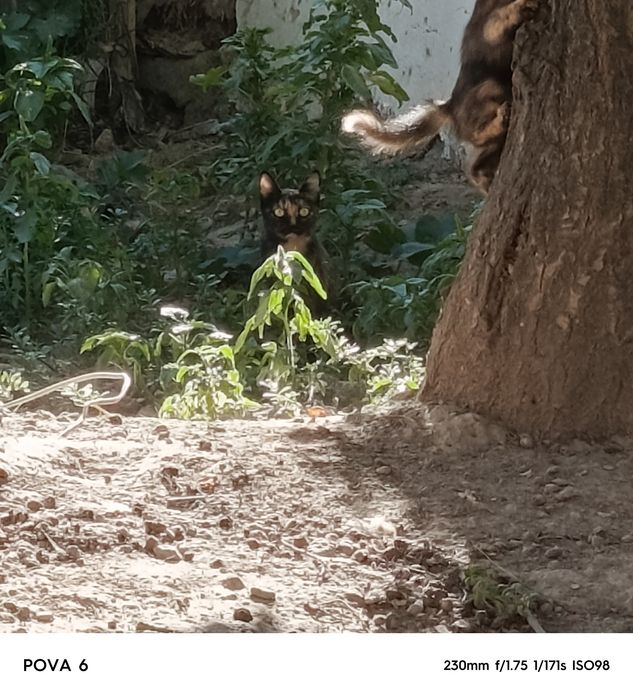 Пышыклар бесплатный бериледи