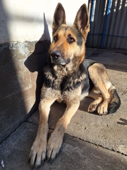 Немецкая овчарка сука 4 года