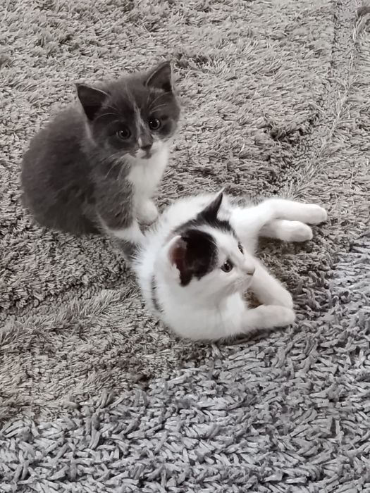 Котята в добрые руки, кушают все к лотку приучены