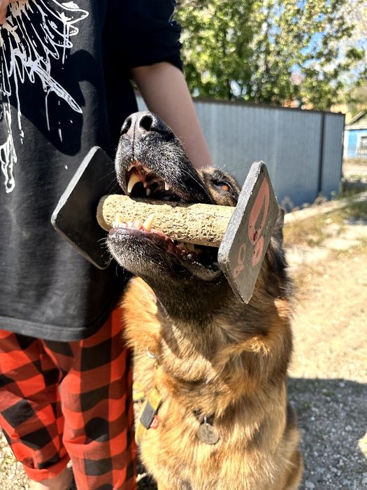 Дрессировка собак