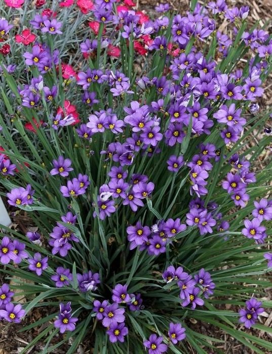 Сисиринхиум (Sisyrinchium angustifolium)