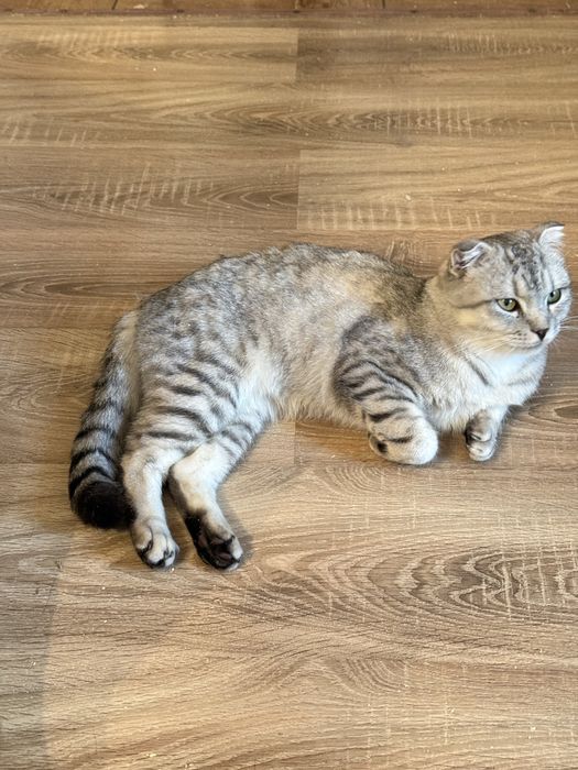 Кот кастрированный