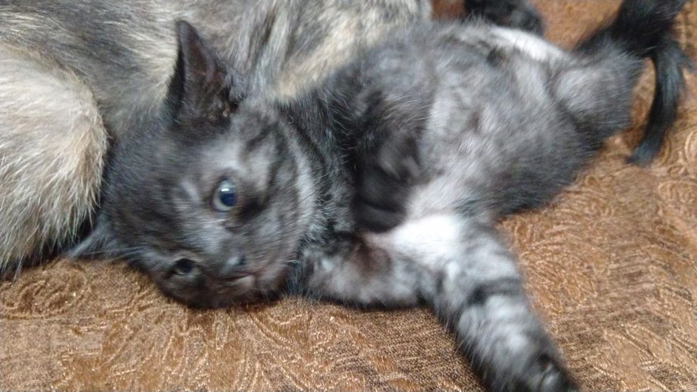 Отдам котят бесплатно