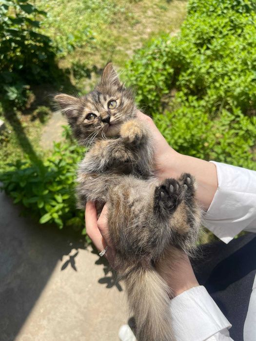 Отдам котят даром