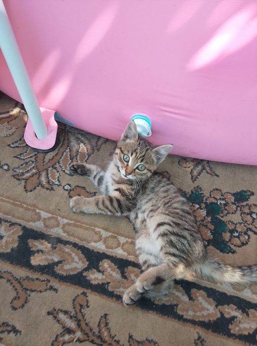 Отдам кота 4 месяца