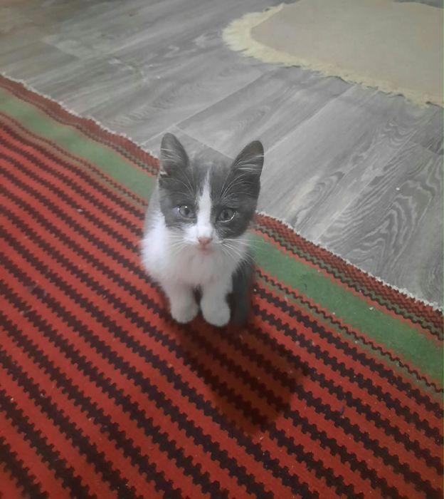кошка девочка 2месяца