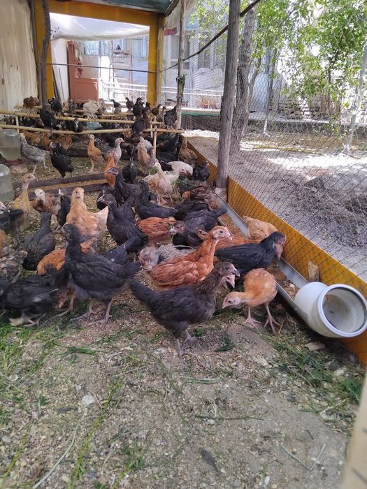 Jo'ja sotib oling daromad qiling