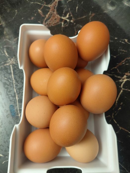 Яйцо инкувационные ломан брауна