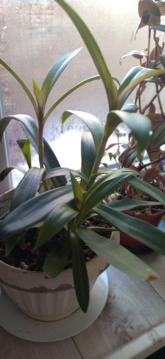 Продам комнатные цветы.