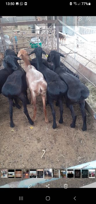 Қой сатылыды семіз