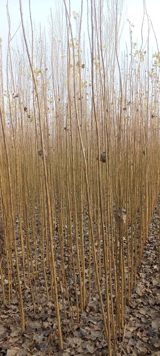 Terak koʻchatlar sotiladi