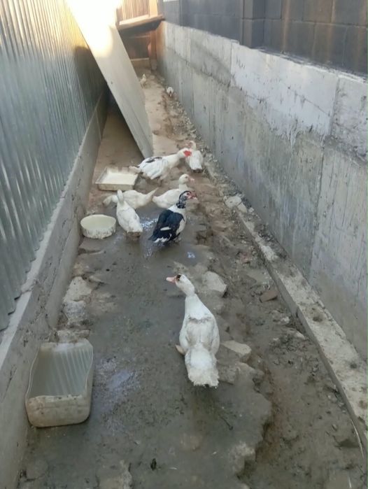 продам индоутят