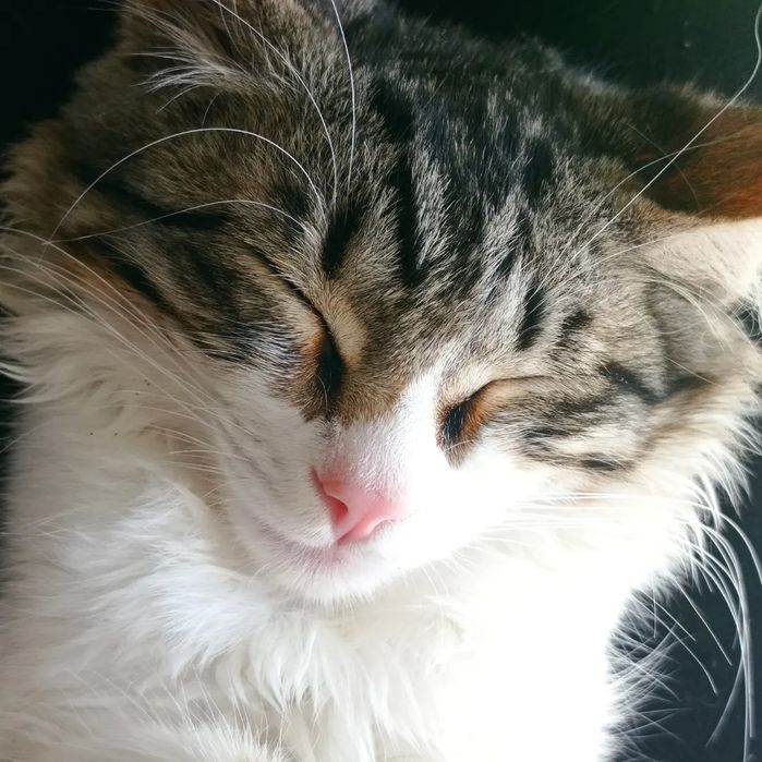 Очень красивый котенок