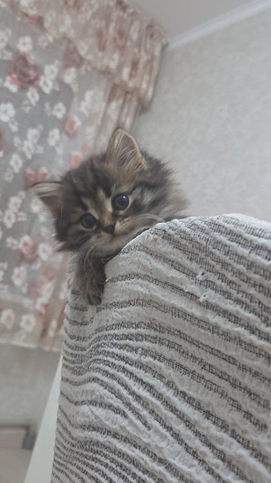 Продаются шотландские вислоухие котята