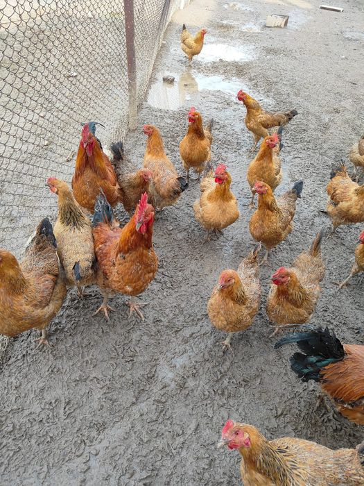 Кучинский яйцо продается