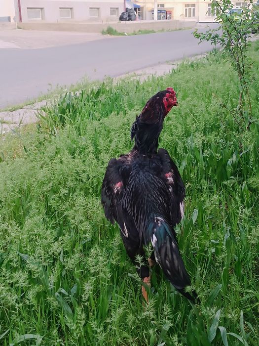 Dakan xoroz sotiladi