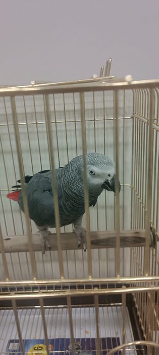 Jako polo ruchnoy gaplari bor.