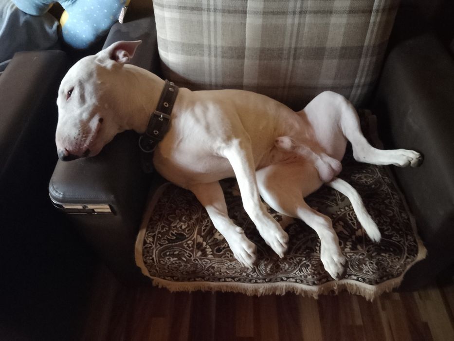 Бультерьер на вязку.НЕ  ПРОДАЕТСЯ.