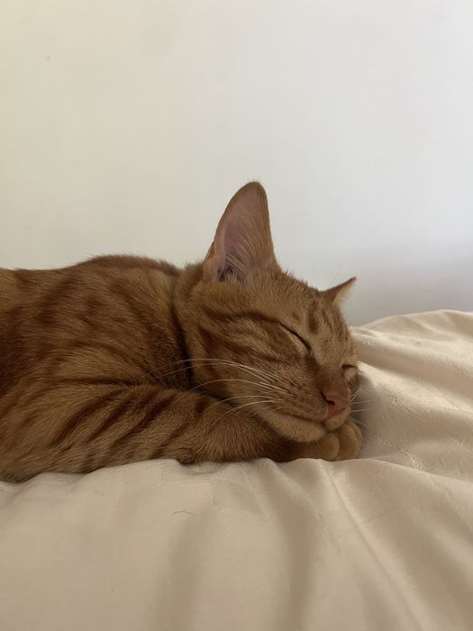 Pisic pentru adoptie Craiova