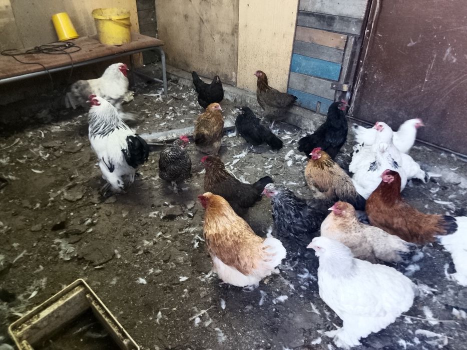 Продам домашних курочек