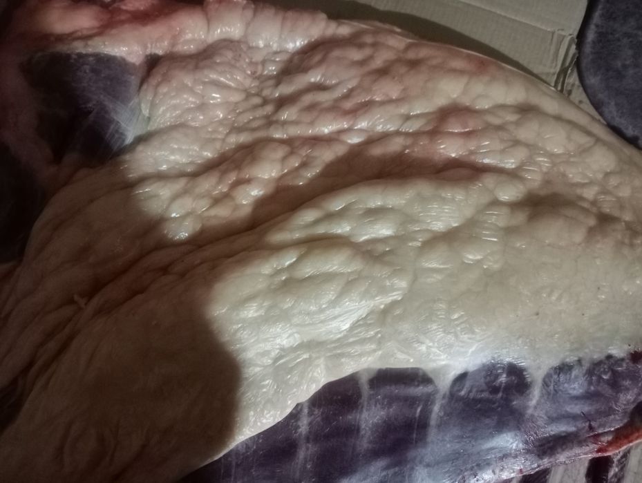 Конина. Мясо. Ет.