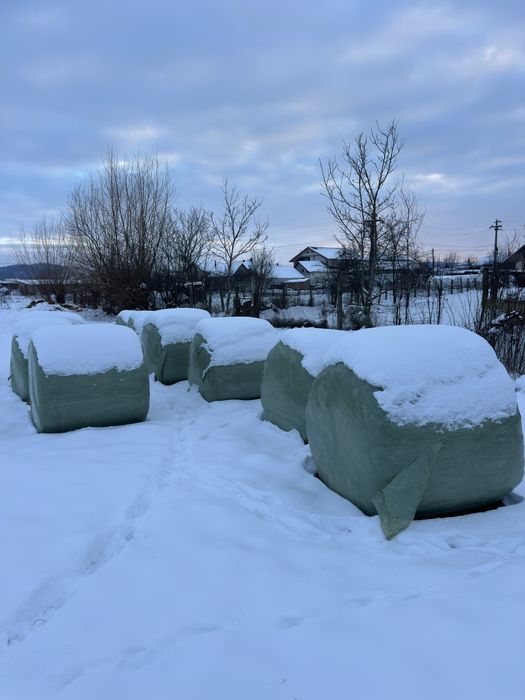 Vand baloti infoliati coasa 4