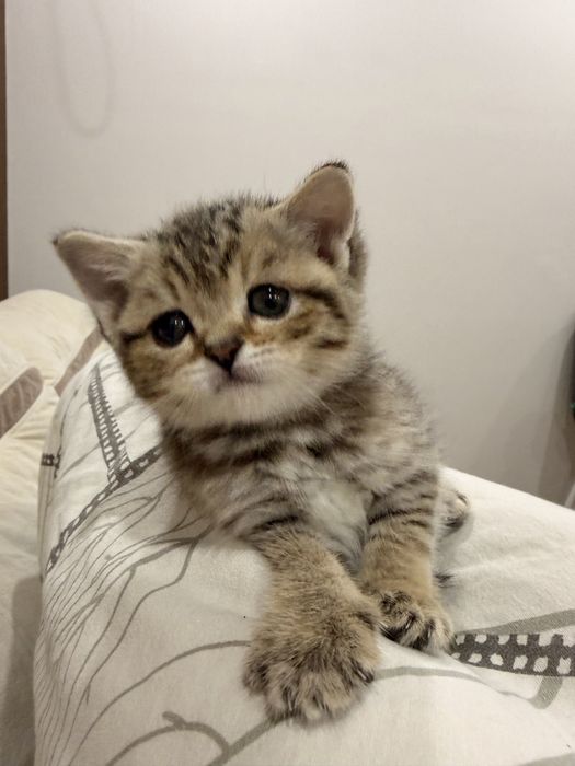 Продам котенка шотландской породы