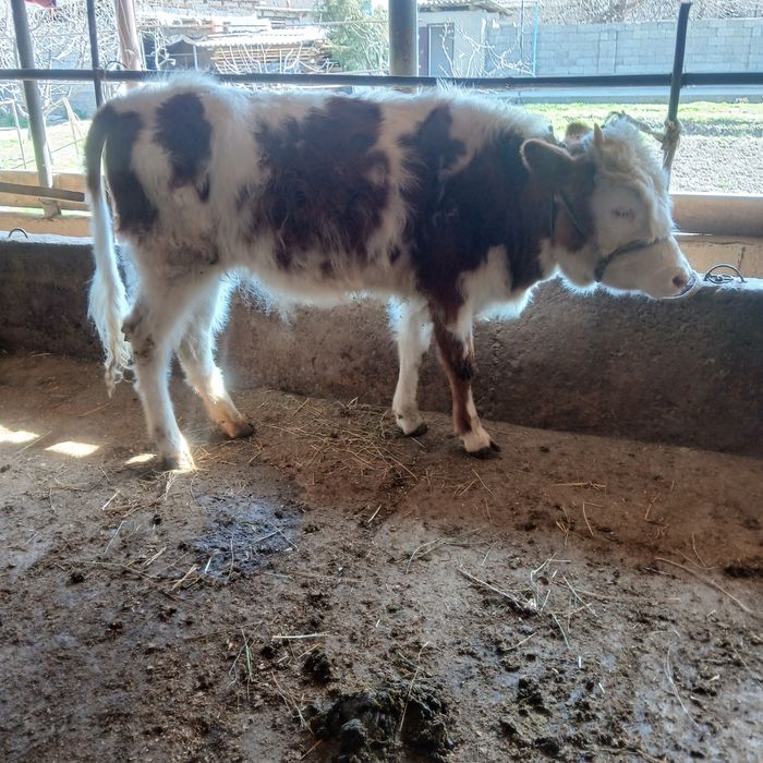 Сементол сатылады