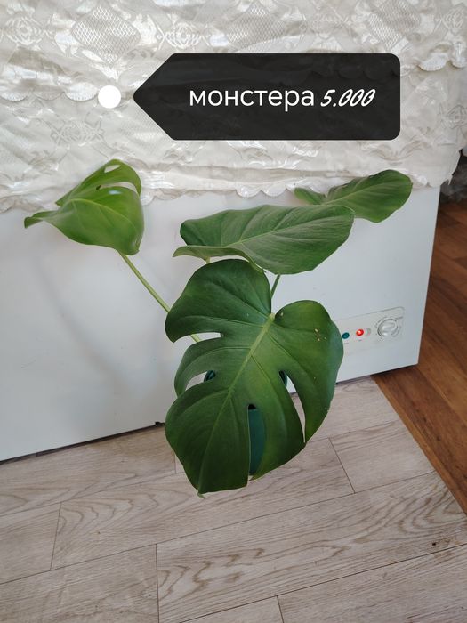 Продаются домашние цветы