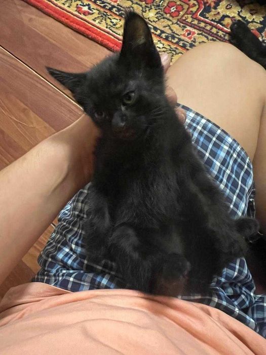Котята в добрые руки. Шымкент