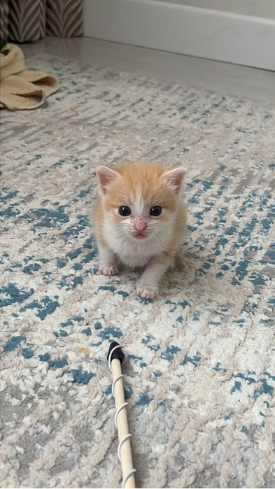 Отдам котенка 3-4недели
