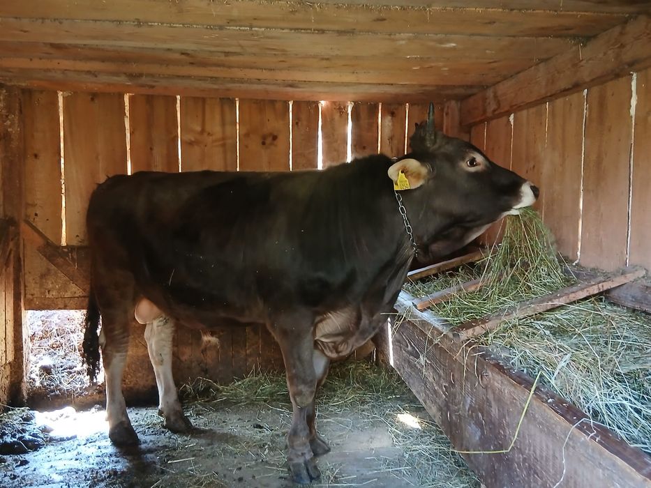 Vând.    Taur…….