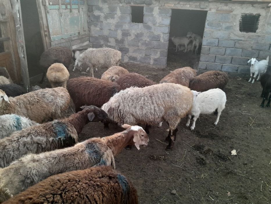 Продам большого кошкара