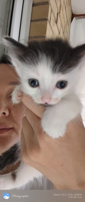 Котята возраст 1.5 мес