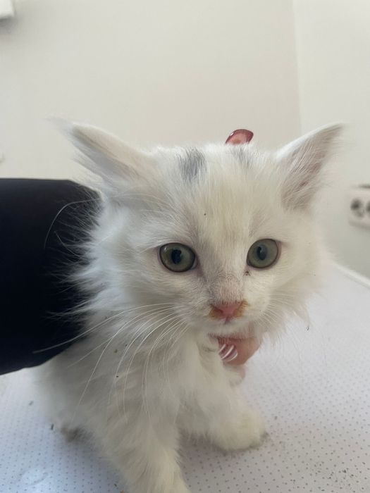 котята бесплатно