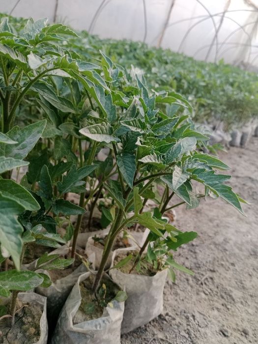 Pomidor  koʻchati sotiladi chinto