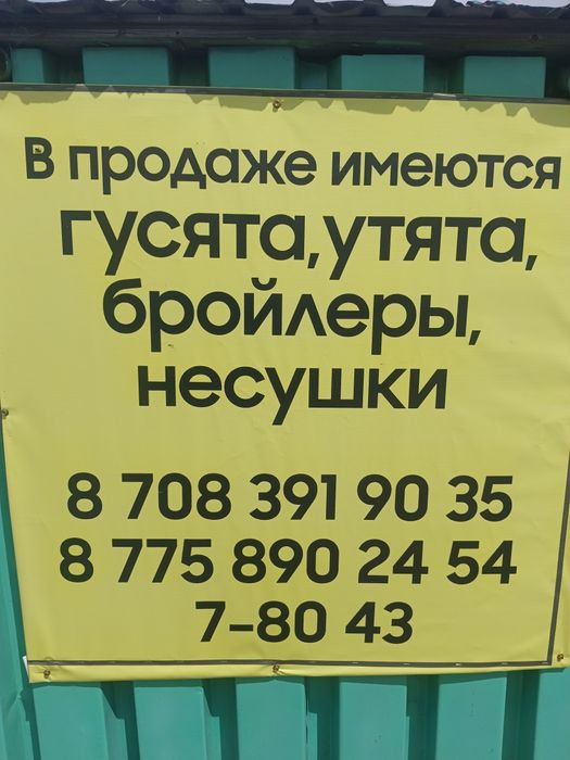 Прощаются гусята утята бролеры