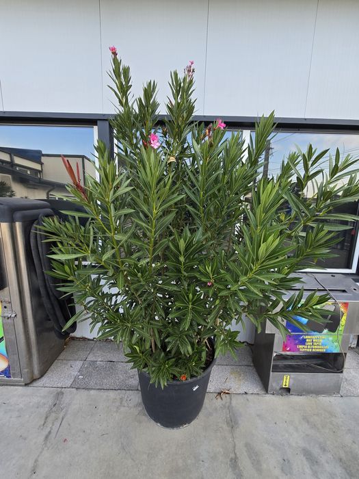 Leandru inălțime 270 cm