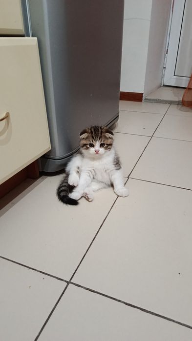 Отдаю котенка 2.5 месяца мальчик