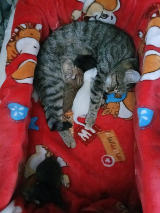 Марғаулар тегін. Котята в добрые руки.