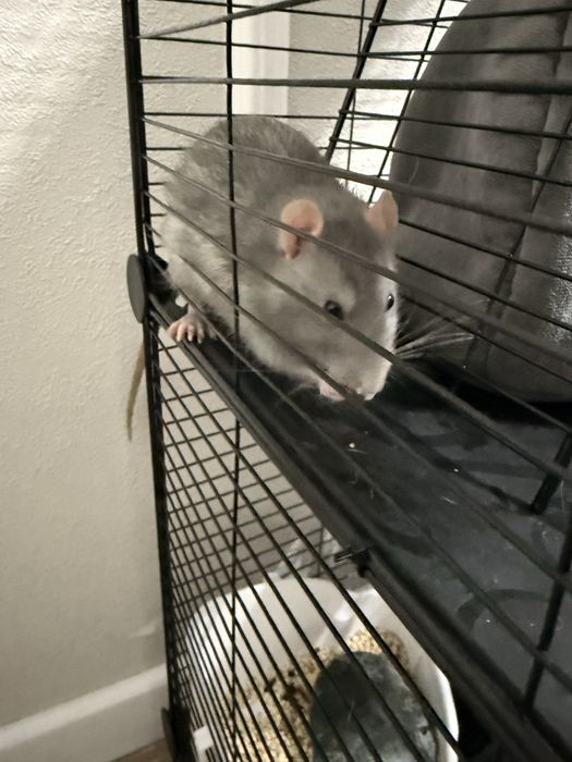 Декоративные крысы