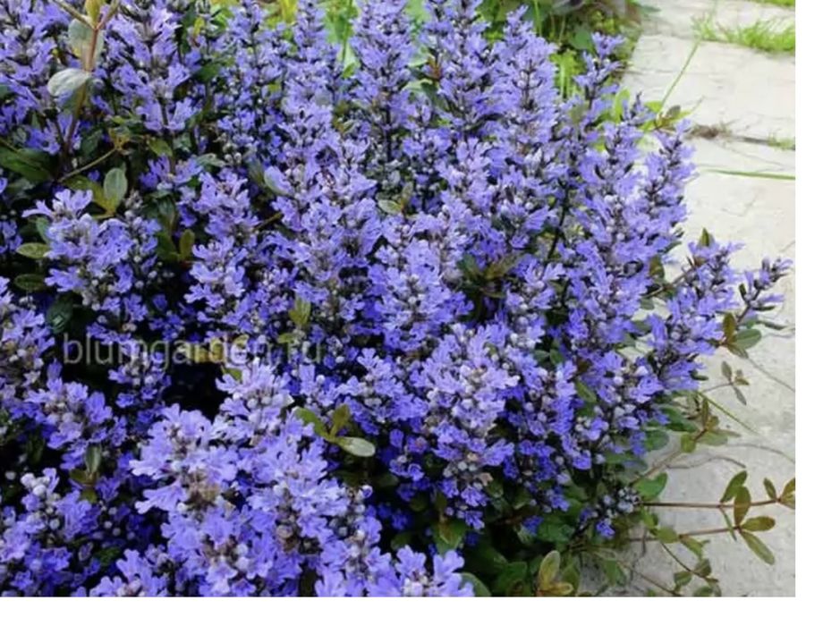 Живучка ( Аюга )