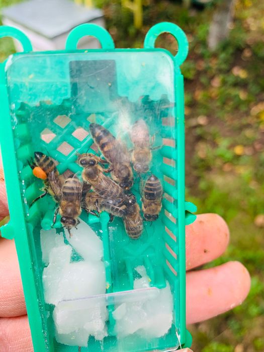 Пчелни майки от селективни семейства