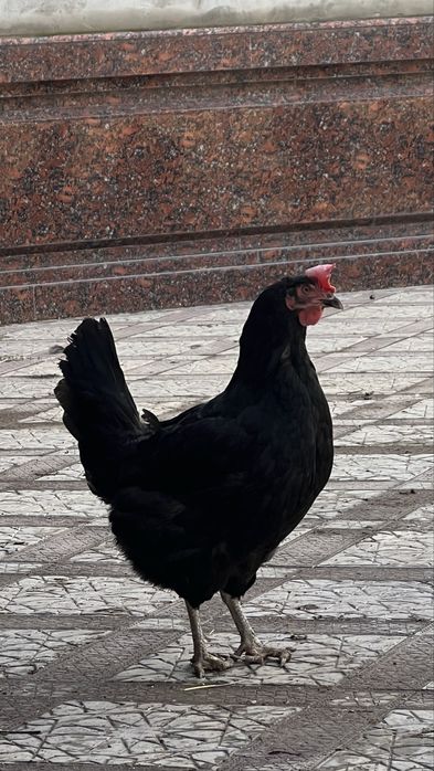 Qora shahzoda tovuq va horozlari