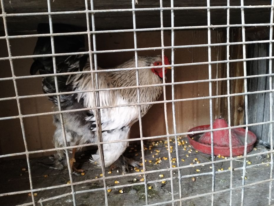 Vând / schimb cocoș brahma