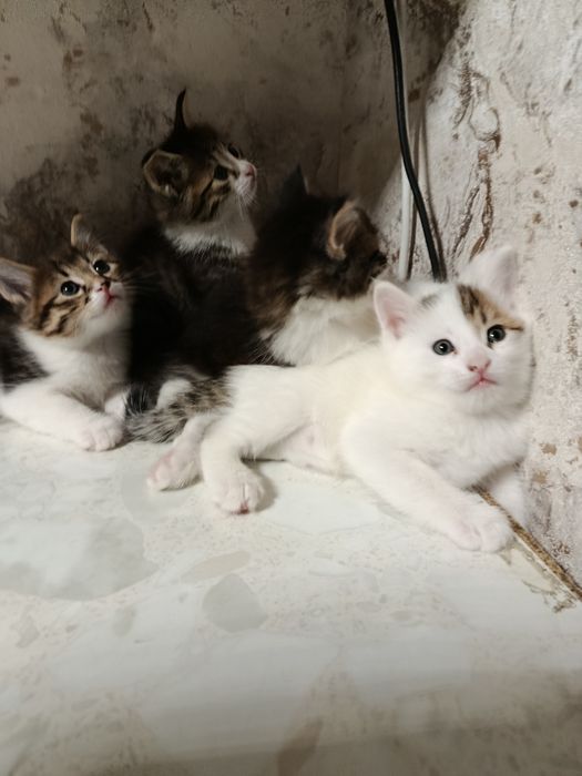 Продаются котята